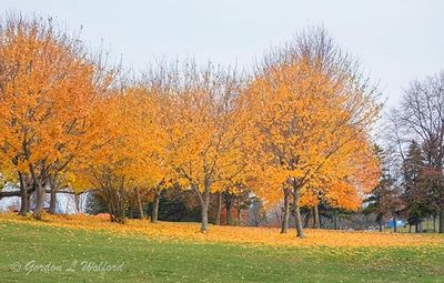 Late Autumn Trees DSCN152441