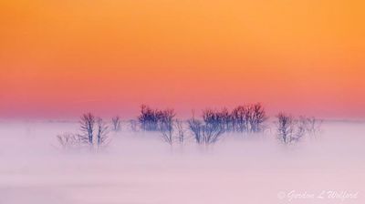 Trees In Ground Fog At Sunrise 90D92748