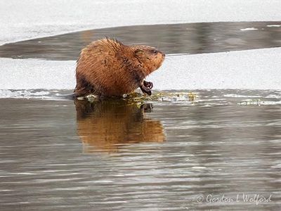 Muskrat On Ice Reflected DSCN153183