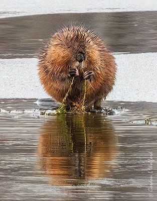 Muskrat On Ice Reflected DSCN153140