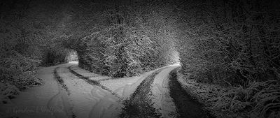 Converging Laneways Through Snowy Woods (iPhone14-2791)
