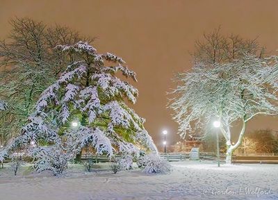 Centennial Park Snowy Trees At Night 90D95805