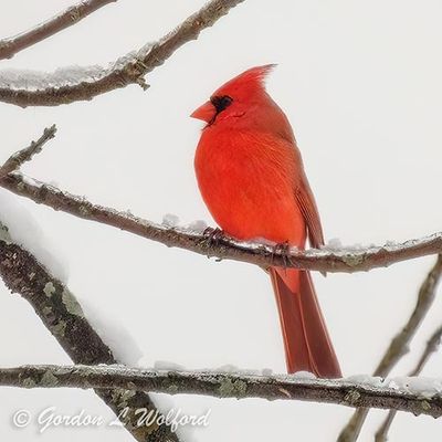 Male Northern Cardinal DSCN154508