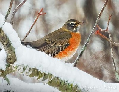 American Robin On A Snowy Tree Limb DSCN154412