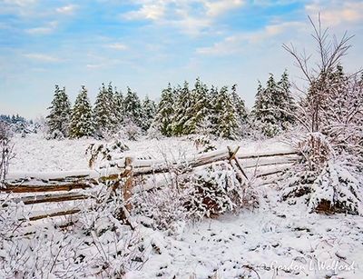 Pines Beyond Split Rail Fence Winter Wonderland DSCN154529
