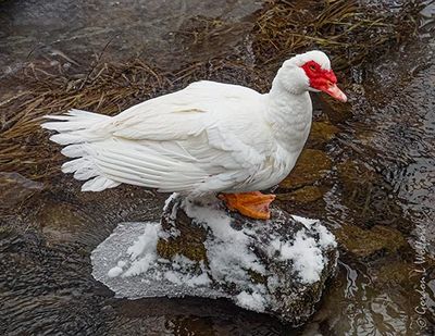 White Muscovy Duck On A Snowy Rock DSCN154473