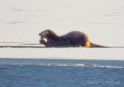 Iced Otter At Breakfast DSCN154799