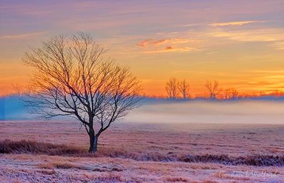 Ground Fog Beyond Lone Tree At Sunrise 90D96789