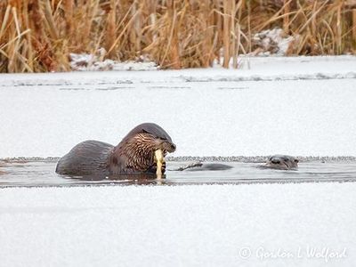 Otter At Breakfast In Ice Hole DSCN156075