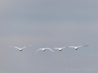Four Trumpeter Swans Flying Away DSCN156084