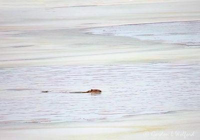 Beaver Swimming In Open Water DSCN156349
