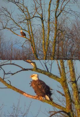 Wind Ruffled Bald Eagle In Distant Tree & Crop DSCN156443