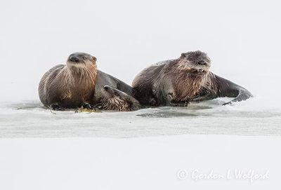Three Otters On Ice DSCN156487