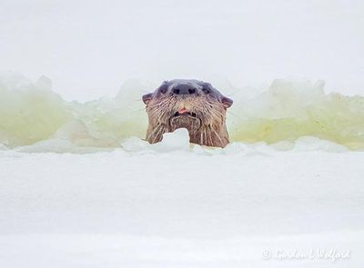 Otter In Ice DSCN156658