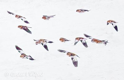 Snow Bunting Flock In Flight DSCN156669A