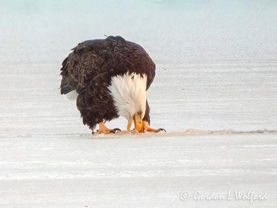 Bald Eagle On Ice Eating DSCN156705