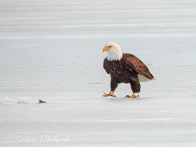 Bald Eagle Walking On Ice DSCN156750