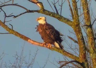 Wind Ruffled Bald Eagle In Distant Tree DSCN156443 (crop)