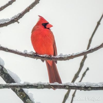 Male Northern Cardinal DSCN154517