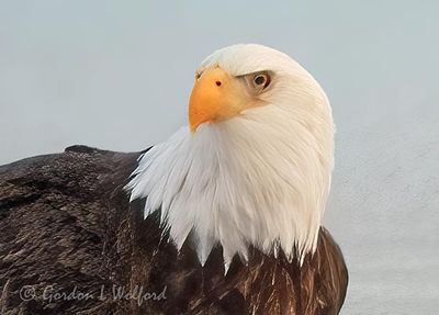 Bald Eagle On Ice DSCN156720 (crop)