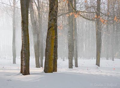 Foggy Winter Forest DSCN156998