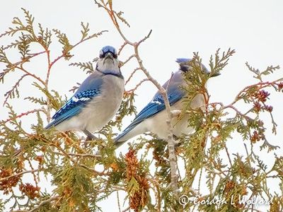Two Blue Jays In A Cedar Tree DSCN157099
