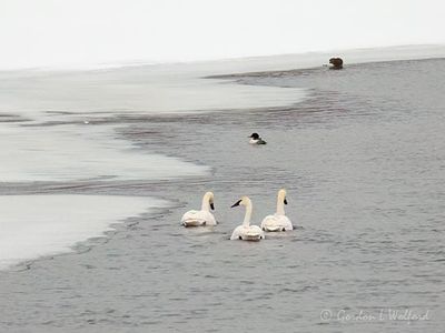 Swans, Merganser, Muskrat DSCN157200