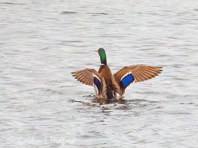 Male Mallard Spreading Its Wings DSCN157396