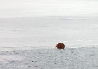 Muskrat In The Swale On Ice DSCN157764