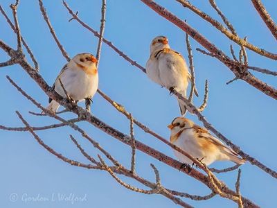 Three Snow Buntings In A Tree DSCN157023