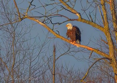 Bald Eagle Hunkered In A Distant Tree DSCN157957