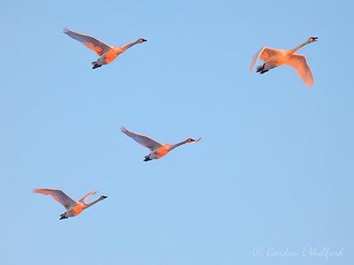 Four Trumpeter Swans In Flight At Sunrise DSCN158098
