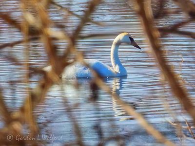 Trumpeter Swan Through A Bush DSCN158421