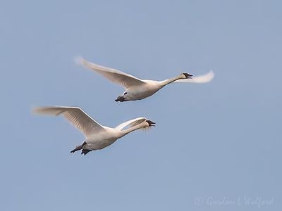 Two Trumpeter Swans In Flight Trumpeting DSCN158501