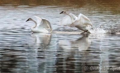 Two Trumpeter Swans Taking Flight DSCN158652A