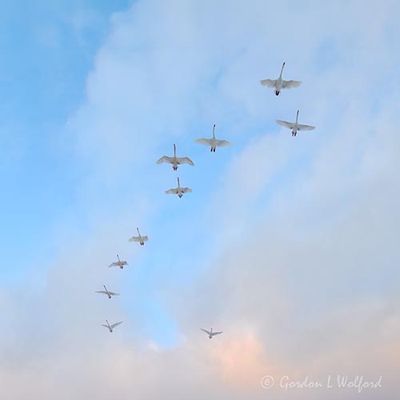 Ten Trumpeter Swans In Flight Overhead DSCN158660