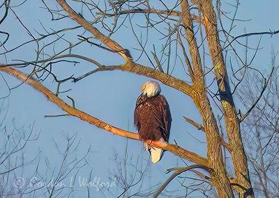 Bald Eagle In A Distant Tree DSCN159195