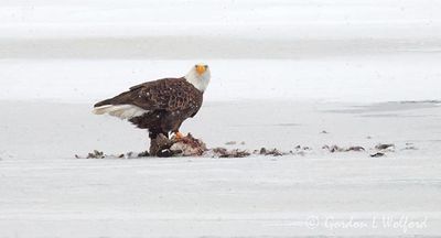 Bald Eagle On Ice With A Kill DSCN159357