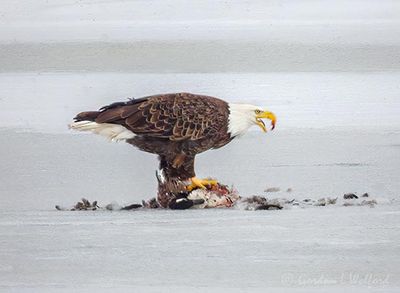 Bald Eagle On Ice With A Kill DSCN159325