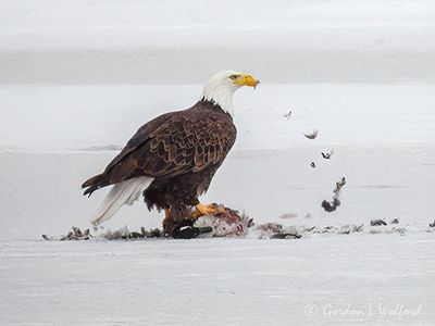 Bald Eagle On Ice With A Kill DSCN159332