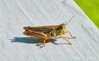Grasshopper On A Railing P1090882
