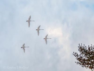 Four Trumpeter Swans In Flight DSCN159545