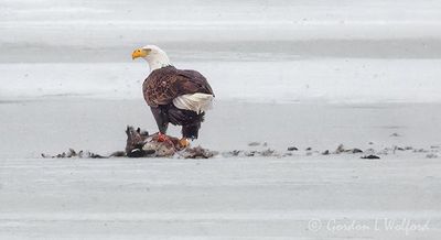 Bald Eagle On Ice With A Kill DSCN159317