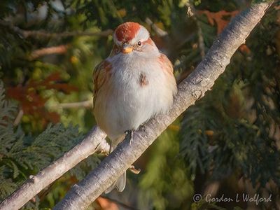 American Tree Sparrow In A Tree DSCN159771