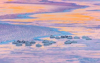 26 Swans Sleeping On Ice At Sunrise 90D104495