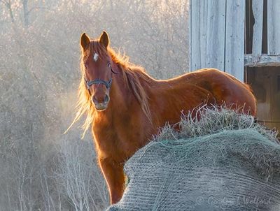 Backlit Horse In Farmyard DSCN159740-Bk50