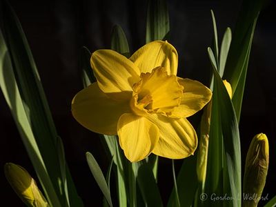 Sunlit Yellow Daffodil DSCN159855