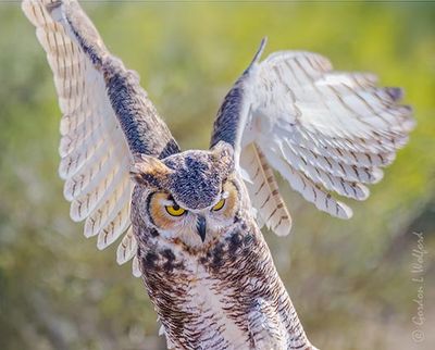 Great Horned Owl Spreading Wings 75036