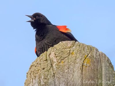 Red-winged Blackbird Calling DSCN160157