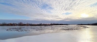 Migrating Canada Geese Rest Stop (iPhone14-2992)